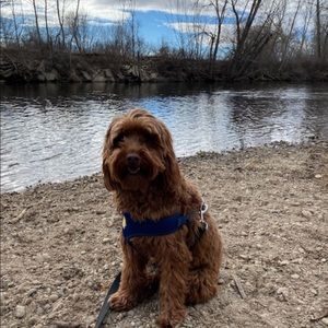 Meet your Posher, Wyatt